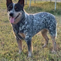 Jaci - Australian Cattle Dog