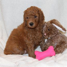 Poodle Puppies from Standard Poodles of Forest Lakes