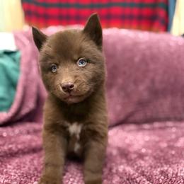 Alabama - Red and white male Siberian Husky puppy in London, Ohio from Rose Trail Siberian’s