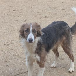 Border Collie puppies from Duncan's Border Collies