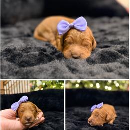 Sugarplum - Red female Australian Labradoodle puppy in Summerfield, North Carolina from Four Oaks Labradoodles