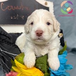 Country Ham - Caramel cream male Labradoodle puppy in Bowman, Georgia from Companion Creek Farm