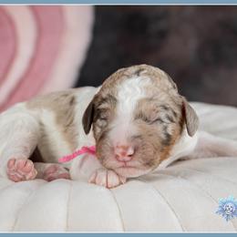 Lovey - Merle female Bernedoodle puppy in Connersville, Indiana from Deaz Doodle Ranch