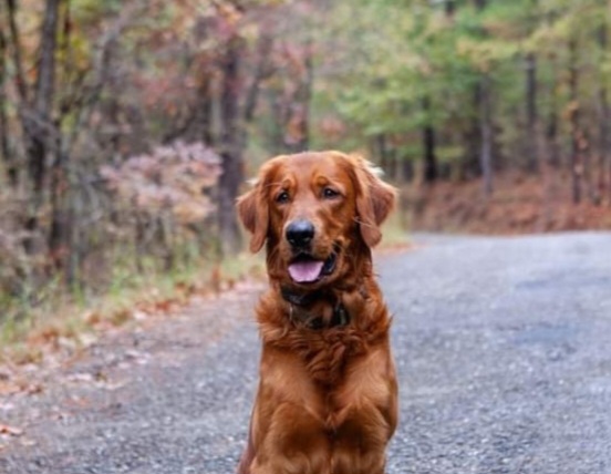 Jasper - Golden Retriever