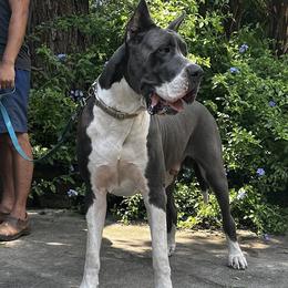 Titian - Great Dane