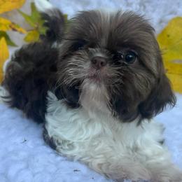 Girl 3 - Liver and white female Shih Tzu puppy in Tenino, Washington from Fantasy Realm Shih Tzus