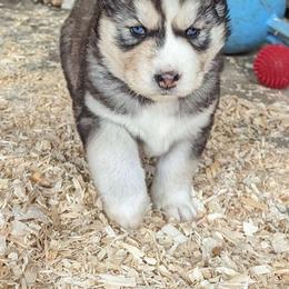 Joy - Siberian Husky puppy from Wyant Farms
