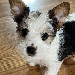 Boy 1 - Yorkshire Terrier puppy from Angel Spun Yorkies