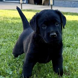 Blue - Black male Labrador Retriever puppy in Medford, Oregon from Valley View English Labs
