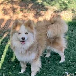 Larry - Pomsky