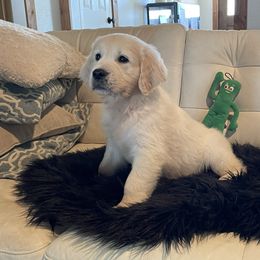 Luka - Light golden male Golden Retriever puppy in Ennis, Texas from Amberidge Golden Retrievers