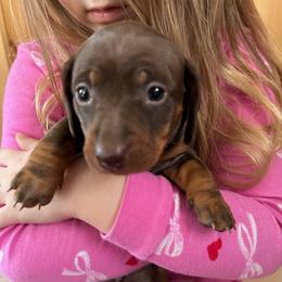 CKC girl 1 red collar - Chocolate and tan female Dachshund puppy in Grand Valley, Pennsylvania from Dachshunds on the Hill