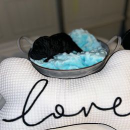 Giant Schnauzer and Poodle Puppies from Mississippi Poodles, Doodles and Giants