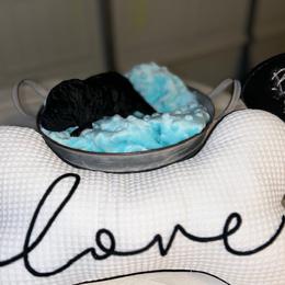 Giant Schnauzer and Poodle Puppies from Mississippi Poodles, Doodles and Giants