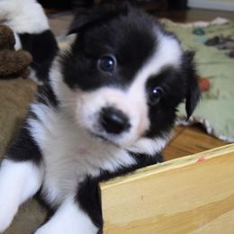 Border Collie Puppies from Frozen Border Collies