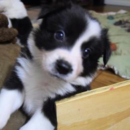 Border Collie Puppies from Frozen Border Collies