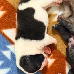 Winston - Brindle and white male French Bulldog puppy in Washington, Pennsylvania from Crooked Pine French Bulldogs