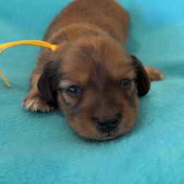 Brave - Red male Dachshund puppy in Clarksdale, Mississippi from Bo Didley's Doxies