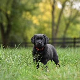 Chatter - Black female Labrador Retriever puppy in Lenoir, North Carolina from Wooten Retrievers