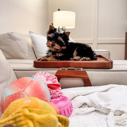 Orange Collar Male - Black and gold male Yorkshire Terrier puppy in Concord, California from Real Yorkies of NorCal