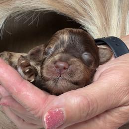 Haven - Merle female Goldendoodle puppy in Decatur, Texas from Scherrer Sweet Goldendoodles