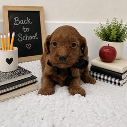 Black boy - Red male Cavapoo puppy in Waskom, Texas from Pearls & Curls doodles & poodles