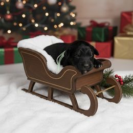 Light green collar - Black tri-color male Aussiedoodle puppy in Fairmount, Georgia from Muscadine Meadows Farm