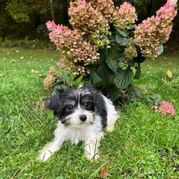 Green collar - Parti male Yorkshire Terrier puppy in Massachusetts from Happy Tail Yorkies and Maltese