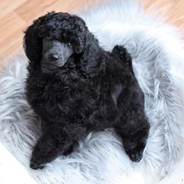 Poodle Puppies from Laminin Poodles
