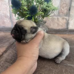 Green collar - Fawn male Pug puppy in Tucson, Arizona from Furever Friends