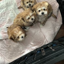 Boy1 - Golden male Lhasa Apso puppy in Bethpage, New York from Tibetan Tails