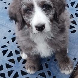 Black Boy - Blue merle male Bernedoodle puppy in Kimberly, Idaho from Wizardwood Doodles