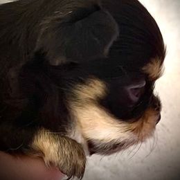 Chihuahua Puppies from Bayberry Chihuahuas