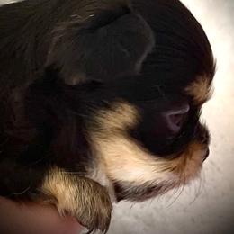 Chihuahua Puppies from Bayberry Chihuahuas