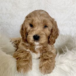 Goldendoodle Puppies from Serene Canyon Doodles