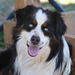 Hooey - Miniature American Shepherd