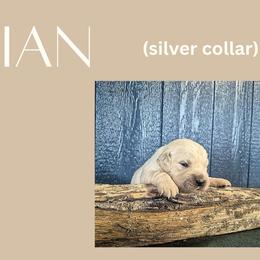 Ian - Light golden male Golden Retriever puppy in El Campo, Texas from Starlight Goldens