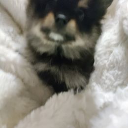 Pomeranian Puppies from Cutie Poms