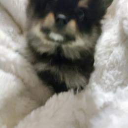 Pomeranian Puppies from Cutie Poms