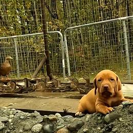 Too young - Golden rust male Vizsla puppy in Palmer, Alaska from Parker Ranch