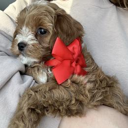 Red Bow girl - female Cavapoochon puppy in Clementon, New Jersey from PitterPatterPuppiesNJ