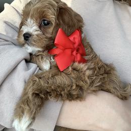 Red Bow girl - female Cavapoochon puppy in Clementon, New Jersey from PitterPatterPuppiesNJ