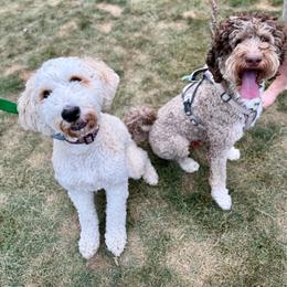 Bernedoodle puppies from Northern Charm Farm