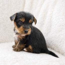 Rowan - Black and tan male Yorkshire Terrier puppy in Iron Mountain, Michigan from Celestial Family Terriers (Yooper Yorkies)