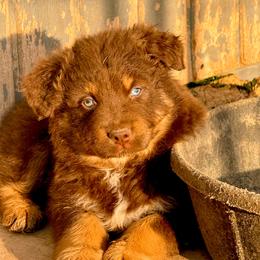 Valor - Red tri-color male Australian Shepherd puppy in Mineral Wells, Texas from A6 Australian Shepards