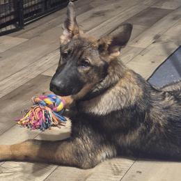Naviah - Sable female German Shepherd puppy in Murray, Kentucky from Froschwald German Shepherds and Xanadu Teddy Roosevelt Terriers