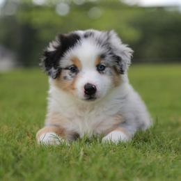 Ives - Blue merle male Australian Shepherd puppy in Weatherford, Texas from Ridgestar Aussies