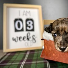 Dachshund Puppies from Queen of Weens Dachshunds