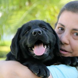Labrador Retriever Puppies from SoFlo Labradors