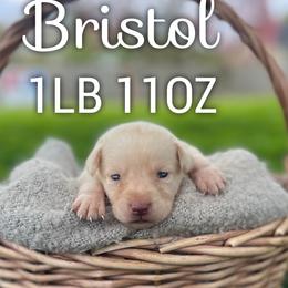 Bristol - Champagne female Dilute Retriever puppy in Puyallup, Washington from 12 Door Farm Labradors